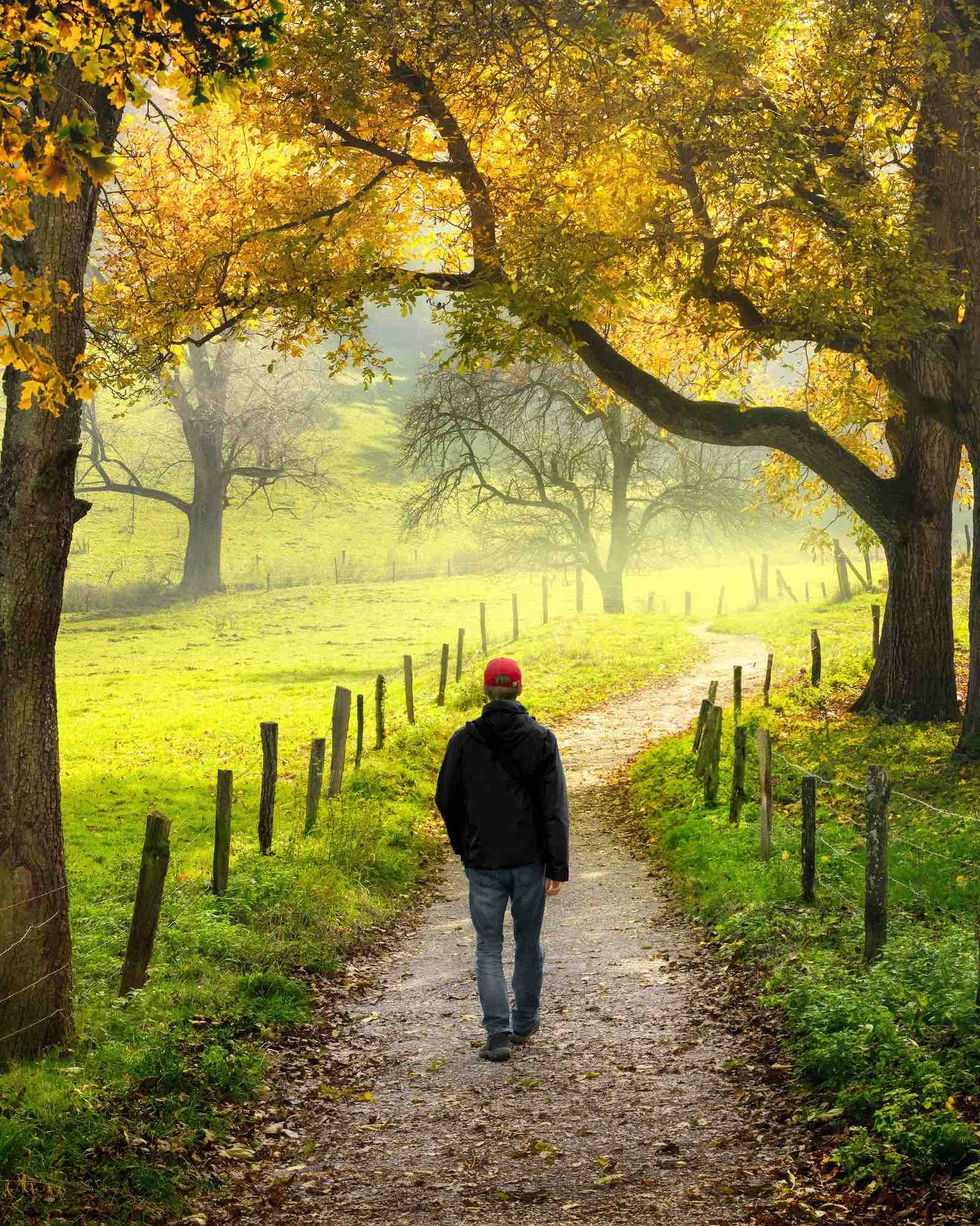 Man walking on a tree lined path