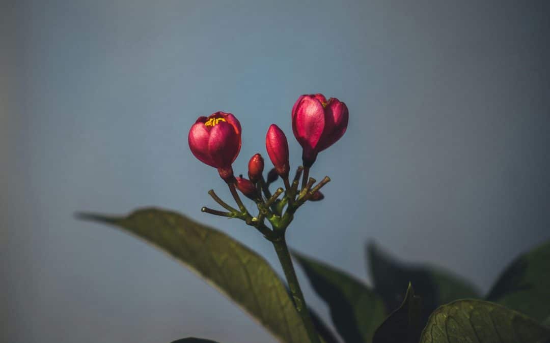 When Your Parent’s Approval Became Your Survival: Growing Up With a Narcissistic Parent and Anxiety