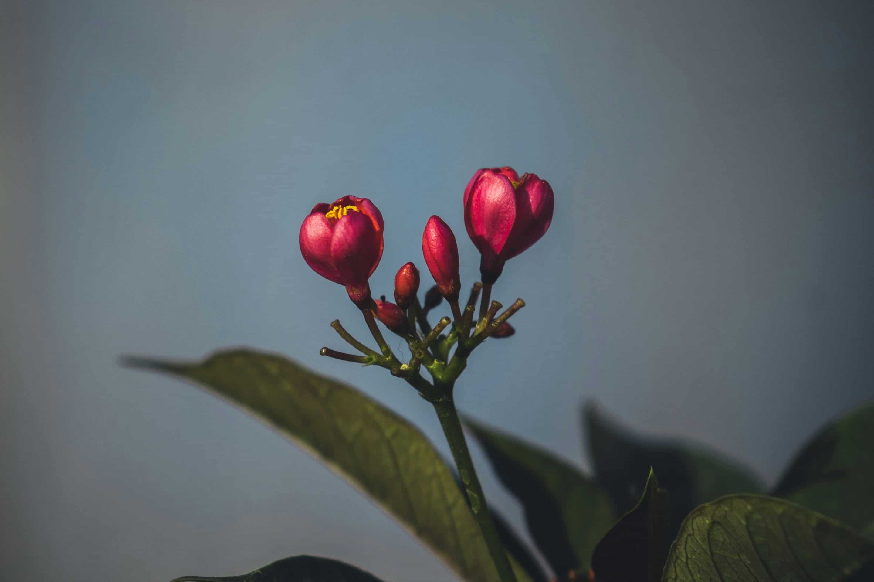 Pink blooming flowers against a gray background
